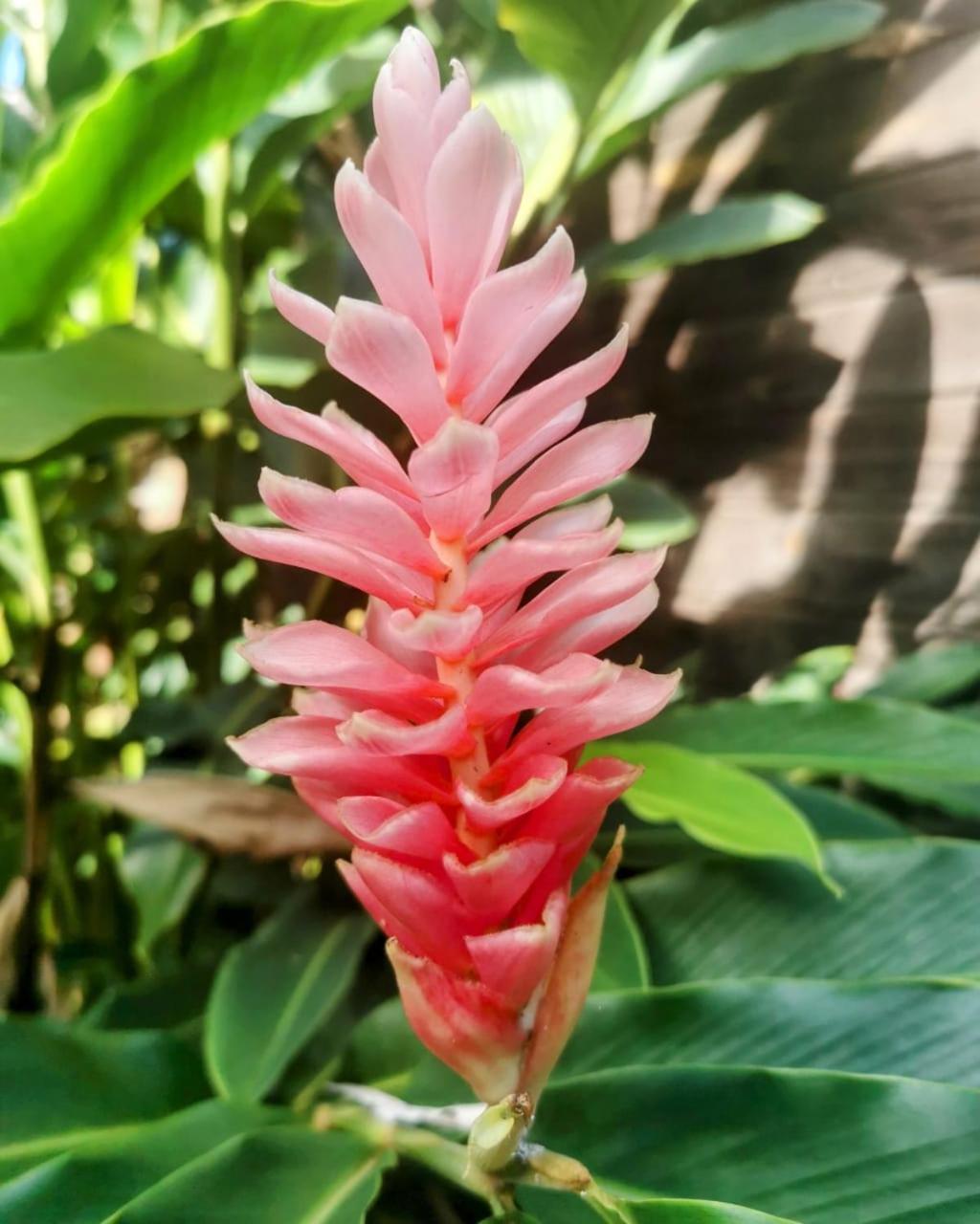 Samana Ecolodge El Limon 外观 照片