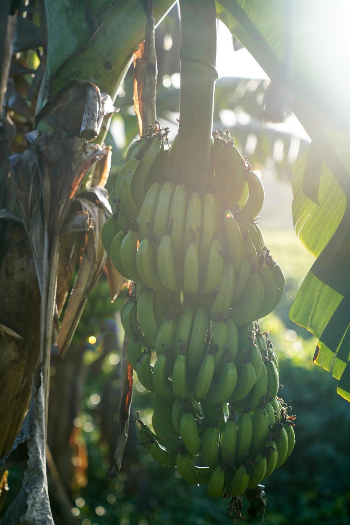 Samana Ecolodge El Limon 外观 照片