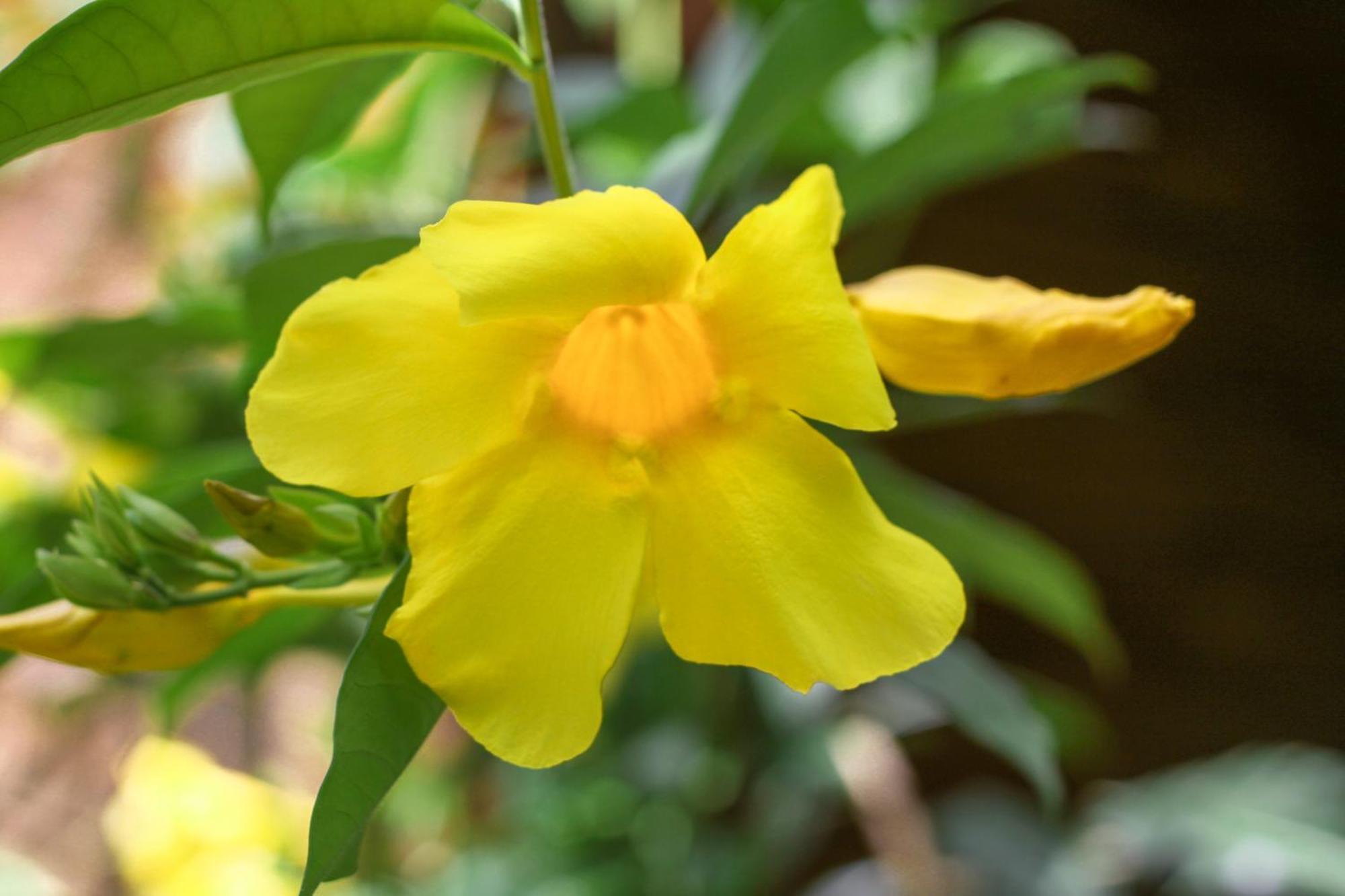 Samana Ecolodge El Limon 外观 照片
